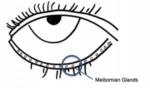 meibomian gland zoom jpeg